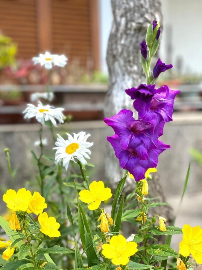 Garden House Будва Екстериор снимка